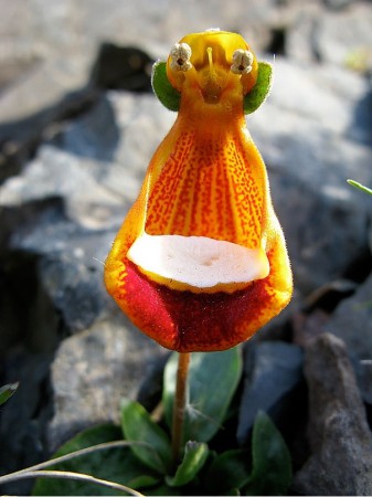 Mutlu Garson - Gerçek ismi Calceolaria Uniflora